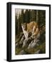 Mother and Child (Mt. Lions)-Trevor V. Swanson-Framed Giclee Print