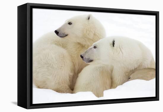 Mother and Cub Profile-Howard Ruby-Framed Stretched Canvas