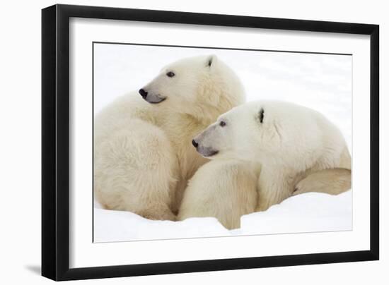 Mother and Cub Profile-Howard Ruby-Framed Photographic Print