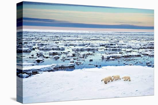 Mother and Cubs at the Shore-Howard Ruby-Stretched Canvas