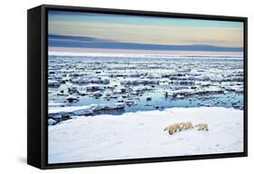 Mother and Cubs at the Shore-Howard Ruby-Framed Stretched Canvas