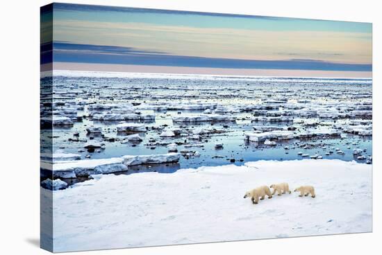 Mother and Cubs at the Shore-Howard Ruby-Stretched Canvas