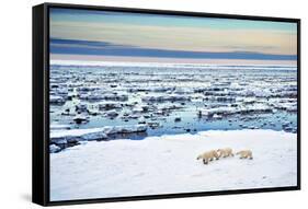 Mother and Cubs at the Shore-Howard Ruby-Framed Stretched Canvas