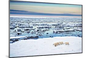 Mother and Cubs at the Shore-Howard Ruby-Mounted Photographic Print