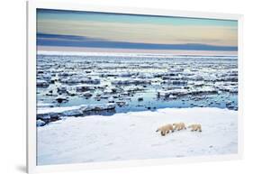 Mother and Cubs at the Shore-Howard Ruby-Framed Photographic Print