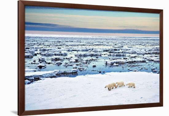 Mother and Cubs at the Shore-Howard Ruby-Framed Photographic Print