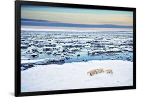 Mother and Cubs at the Shore-Howard Ruby-Framed Photographic Print