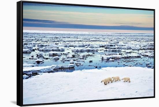 Mother and Cubs at the Shore-Howard Ruby-Framed Stretched Canvas