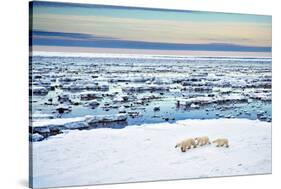 Mother and Cubs at the Shore-Howard Ruby-Stretched Canvas