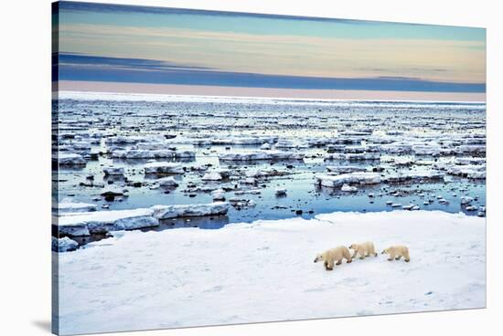 Mother and Cubs at the Shore-Howard Ruby-Stretched Canvas