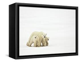 Mother and Cubs Walking-John Conrad-Framed Stretched Canvas
