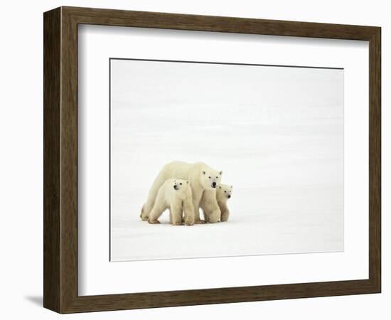 Mother and Cubs Walking-John Conrad-Framed Photographic Print