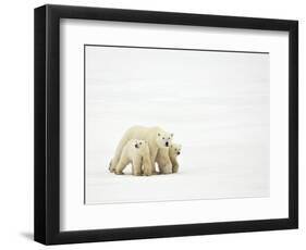 Mother and Cubs Walking-John Conrad-Framed Photographic Print