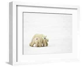 Mother and Cubs Walking-John Conrad-Framed Photographic Print