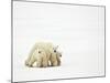 Mother and Cubs Walking-John Conrad-Mounted Photographic Print