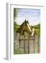 Mother and Foal-Janet Pidoux-Framed Giclee Print