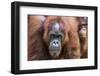 Mother and Infant Bornean Orangutan (Pongo Pygmaeus), Malaysia-Michael Nolan-Framed Premium Photographic Print