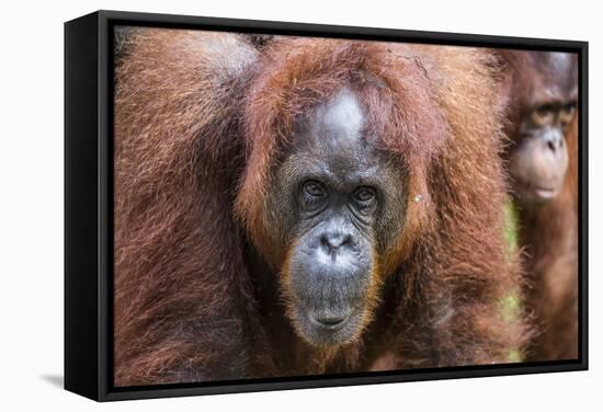 Mother and Infant Bornean Orangutan (Pongo Pygmaeus), Malaysia-Michael Nolan-Framed Stretched Canvas