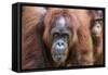 Mother and Infant Bornean Orangutan (Pongo Pygmaeus), Malaysia-Michael Nolan-Framed Stretched Canvas
