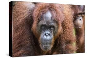 Mother and Infant Bornean Orangutan (Pongo Pygmaeus), Malaysia-Michael Nolan-Stretched Canvas