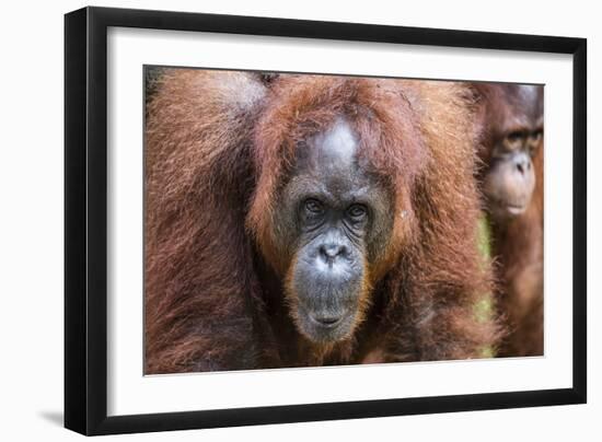 Mother and Infant Bornean Orangutan (Pongo Pygmaeus), Malaysia-Michael Nolan-Framed Photographic Print