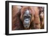 Mother and Infant Bornean Orangutan (Pongo Pygmaeus), Malaysia-Michael Nolan-Framed Photographic Print