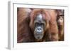 Mother and Infant Bornean Orangutan (Pongo Pygmaeus), Malaysia-Michael Nolan-Framed Photographic Print