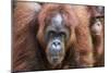Mother and Infant Bornean Orangutan (Pongo Pygmaeus), Malaysia-Michael Nolan-Mounted Photographic Print