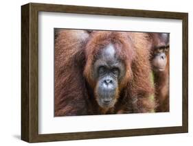 Mother and Infant Bornean Orangutan (Pongo Pygmaeus), Malaysia-Michael Nolan-Framed Photographic Print