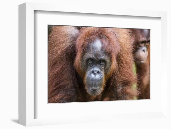 Mother and Infant Bornean Orangutan (Pongo Pygmaeus), Malaysia-Michael Nolan-Framed Photographic Print