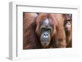 Mother and Infant Bornean Orangutan (Pongo Pygmaeus), Malaysia-Michael Nolan-Framed Photographic Print