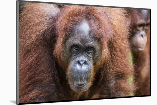 Mother and Infant Bornean Orangutan (Pongo Pygmaeus), Malaysia-Michael Nolan-Mounted Photographic Print