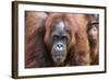 Mother and Infant Bornean Orangutan (Pongo Pygmaeus), Malaysia-Michael Nolan-Framed Photographic Print