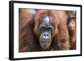 Mother and Infant Bornean Orangutan (Pongo Pygmaeus), Malaysia-Michael Nolan-Framed Photographic Print