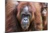 Mother and Infant Bornean Orangutan (Pongo Pygmaeus), Malaysia-Michael Nolan-Mounted Photographic Print