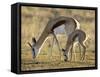 Mother and Young Springbok, Mountain Zebra National Park, South Africa-James Hager-Framed Stretched Canvas