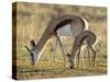 Mother and Young Springbok, Mountain Zebra National Park, South Africa-James Hager-Stretched Canvas