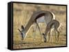 Mother and Young Springbok, Mountain Zebra National Park, South Africa-James Hager-Framed Stretched Canvas