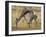 Mother and Young Springbok, Mountain Zebra National Park, South Africa-James Hager-Framed Premium Photographic Print