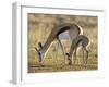 Mother and Young Springbok, Mountain Zebra National Park, South Africa-James Hager-Framed Premium Photographic Print