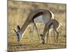 Mother and Young Springbok, Mountain Zebra National Park, South Africa-James Hager-Mounted Premium Photographic Print