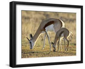 Mother and Young Springbok, Mountain Zebra National Park, South Africa-James Hager-Framed Photographic Print