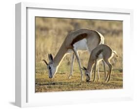 Mother and Young Springbok, Mountain Zebra National Park, South Africa-James Hager-Framed Photographic Print