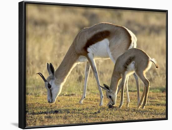 Mother and Young Springbok, Mountain Zebra National Park, South Africa-James Hager-Framed Photographic Print