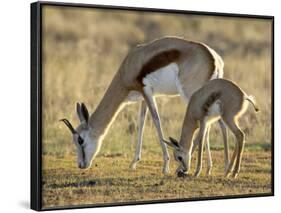 Mother and Young Springbok, Mountain Zebra National Park, South Africa-James Hager-Framed Photographic Print