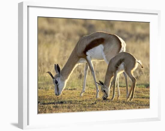 Mother and Young Springbok, Mountain Zebra National Park, South Africa-James Hager-Framed Photographic Print