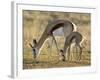 Mother and Young Springbok, Mountain Zebra National Park, South Africa-James Hager-Framed Photographic Print