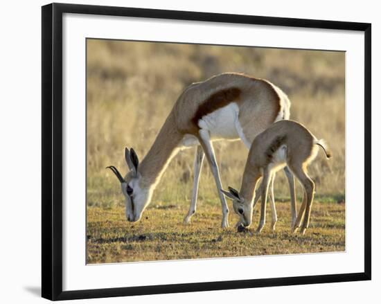 Mother and Young Springbok, Mountain Zebra National Park, South Africa-James Hager-Framed Photographic Print