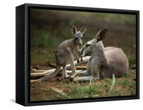 Mother and Young, Western Gray Kangaroos, Cleland Wildlife Park, South Australia, Australia-Neale Clarke-Framed Stretched Canvas