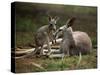 Mother and Young, Western Gray Kangaroos, Cleland Wildlife Park, South Australia, Australia-Neale Clarke-Stretched Canvas